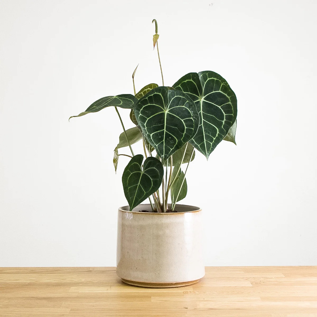 Feng Shui Plant Anthurium Clarinervium, Ανθούριο