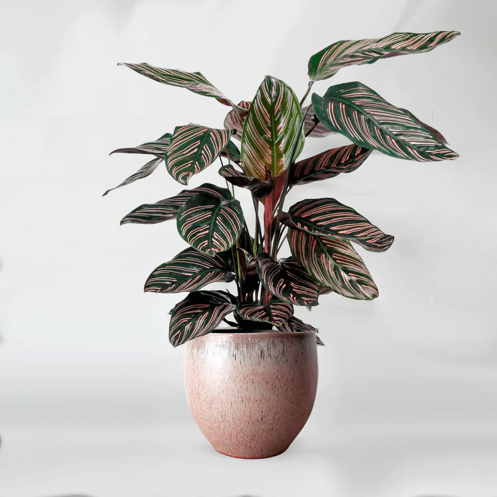 Feng Shui Plant Calathea Pinstripe, Καλαθέα