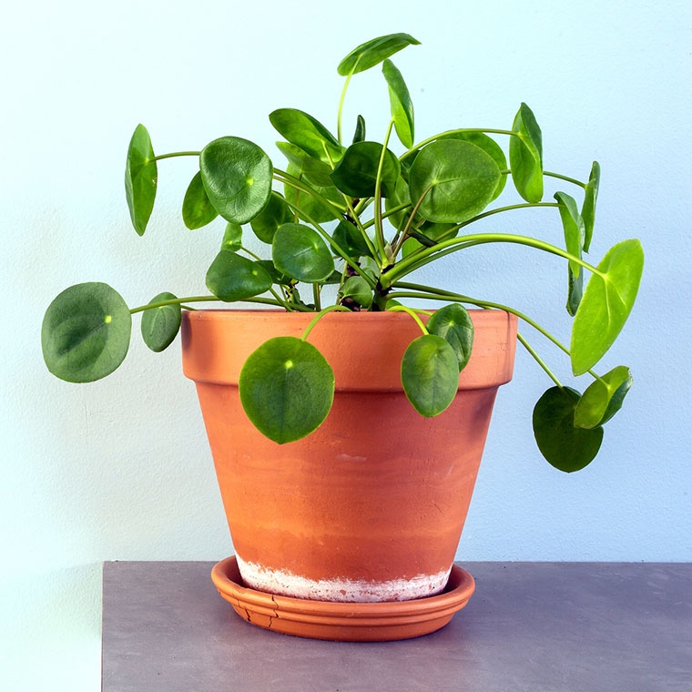 Feng Shui Chinese Money Plant, Πιλέα