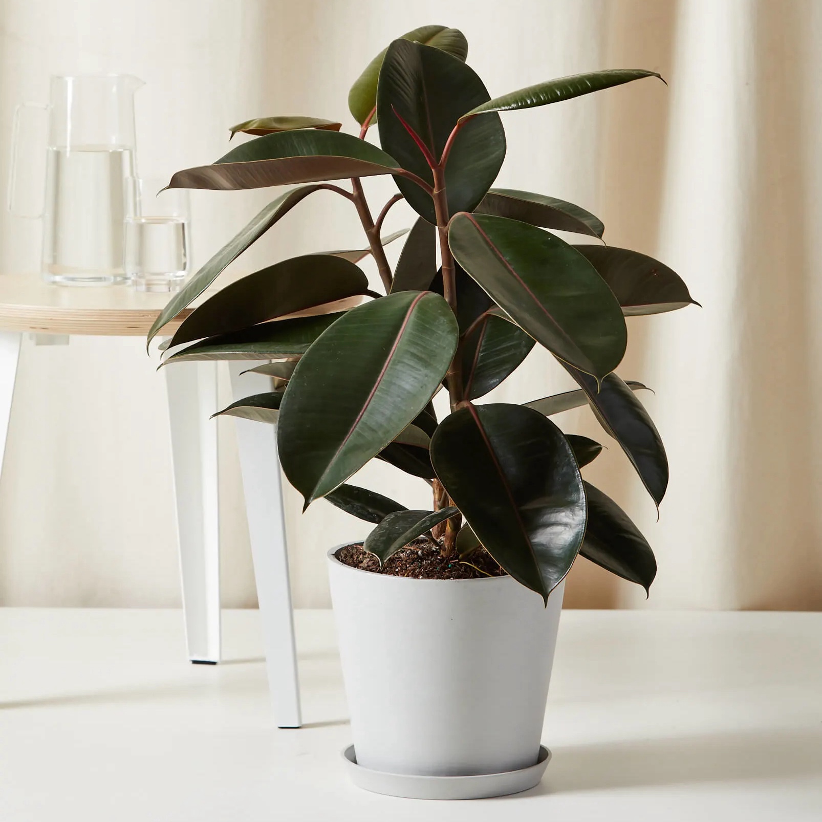 Feng Shui Plant Rubber, Ficus, Φίκος