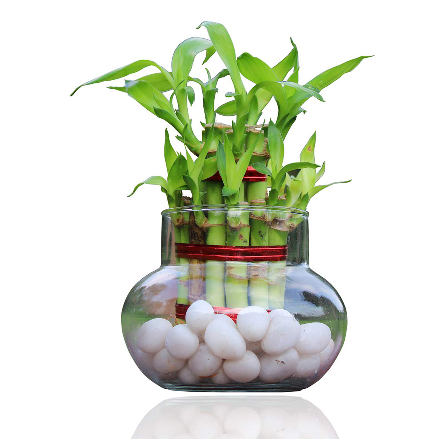 Feng Shui Plant Lucky Bamboo, Dracaena Sanderiana, Τυχερά Μπαμπού