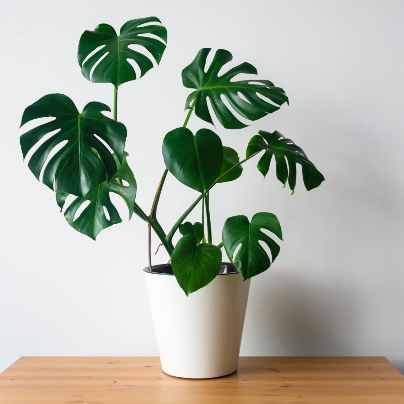 Feng Shui Plant Monstera Deliciosa, Φιλόδεντρο