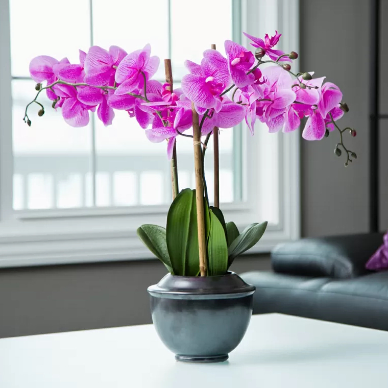 Feng Shui Plant Orchid, Ορχιδέα