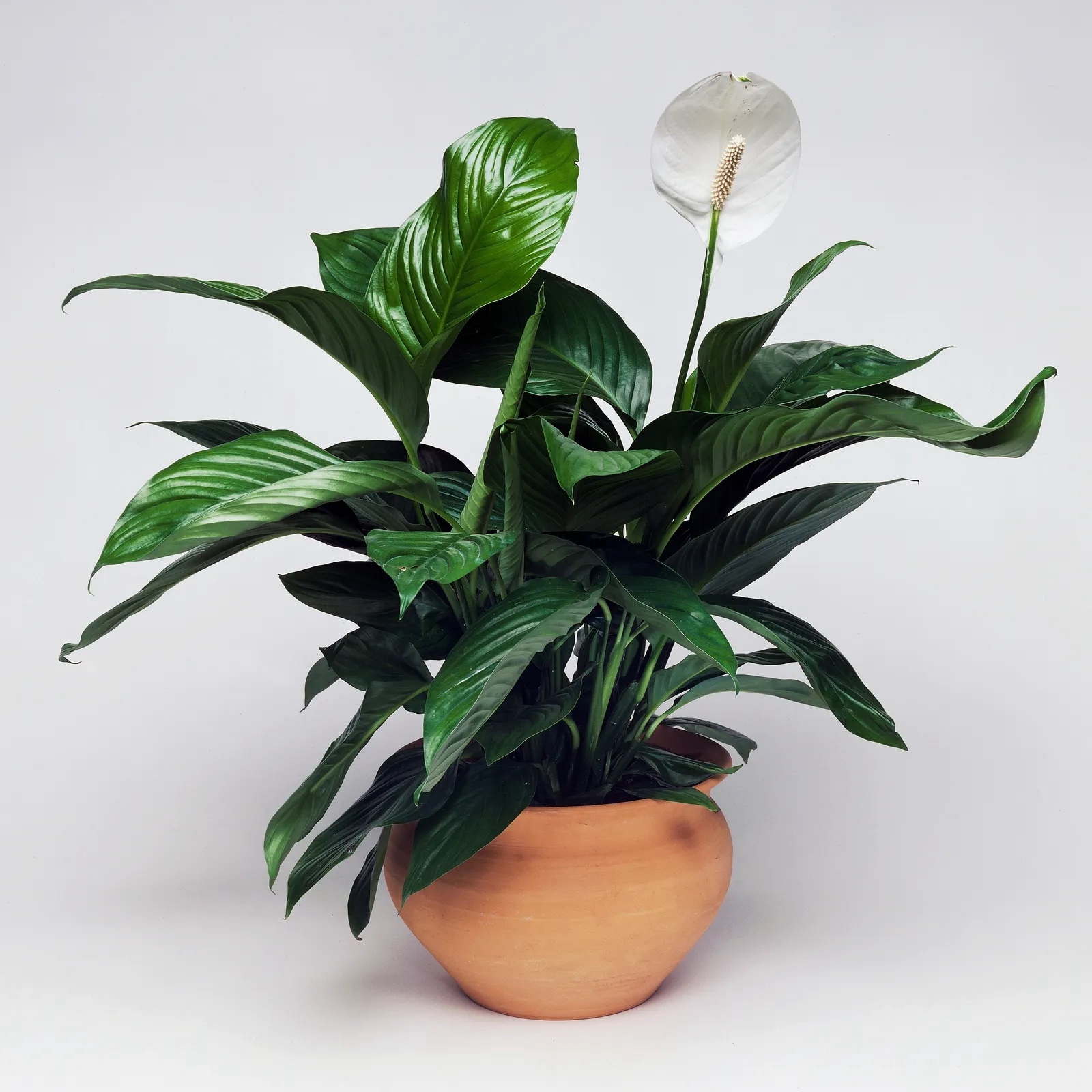Feng Shui Plant Peace Lily, Σπαθίφυλλο