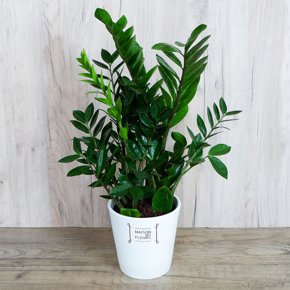 Feng Shui Plant Zamioculcas, Ζάμια Ζαμιοκούλκας