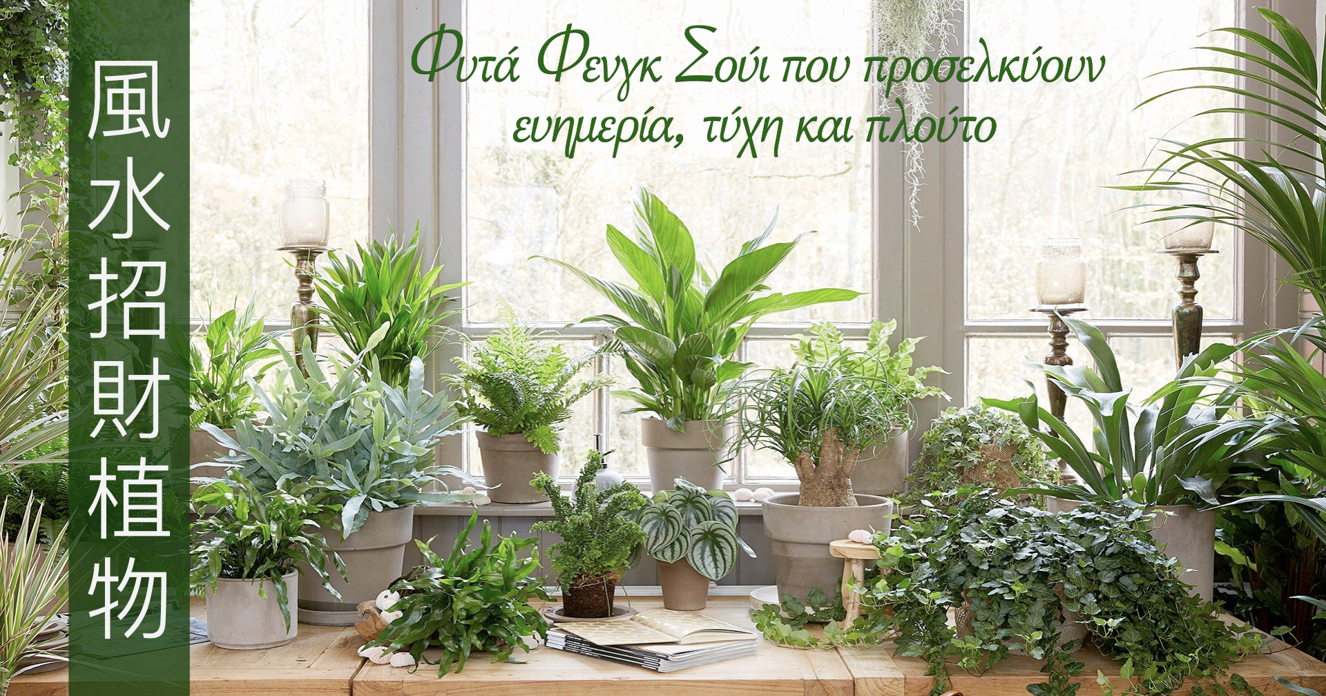 12 Φυτά Εσωτερικού Χώρου για Καλό Feng Shui Τύχη Χρήματα Πλούτο και Θετική Ενέργεια
