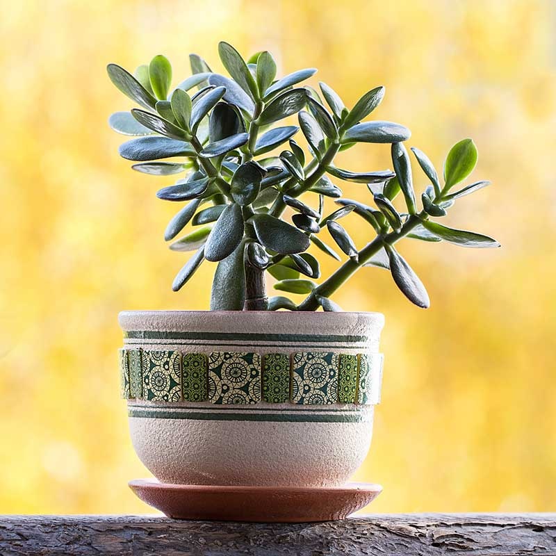Feng Shui Plant Jade Plant Φυτο Κρασούλα