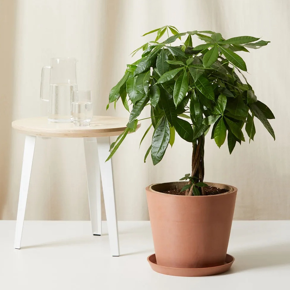 Feng Shui Plant Money Tree, Pachira Aquatica, Παχίρα Δέντρο των Χρημάτων