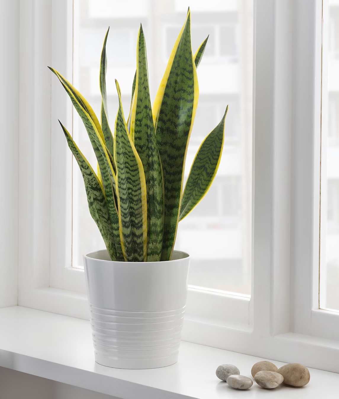 Feng Shui Snake Plant, Sansevieria, Σανσεβιέρια